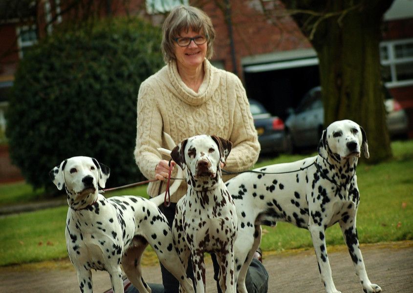 Crufts 2019 hot sale dalmatians